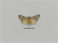 藏品(夜蛾613)的圖片